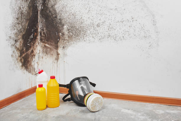 Best Post-Flood Mold Remediation in Mobile, AL