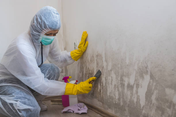 Best Post-Flood Mold Remediation in Mobile, AL