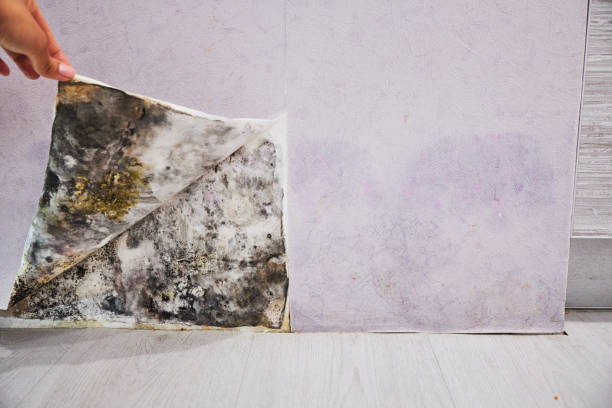 Best Basement Mold Remediation in Mobile, AL